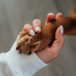 a woman holding a dog's paw